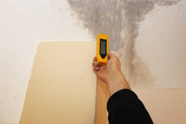 Best Forensic Mold Investigation  in Palm Springs North, FL