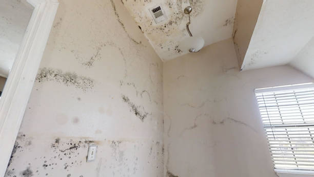 Best Attic Mold Removal  in Palm Springs North, FL