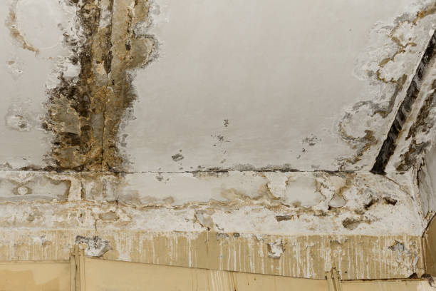 Best Residential Mold Inspection & Testing  in Palm Springs North, FL