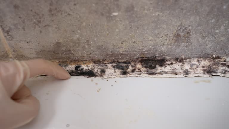 Mold Odor Removal Services in Palm Springs North, FL