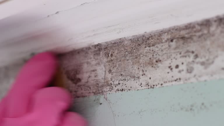 Best Emergency Mold Remediation  in Palm Springs North, FL